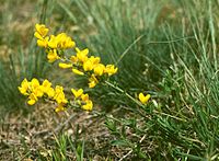 Cytisus procumbens