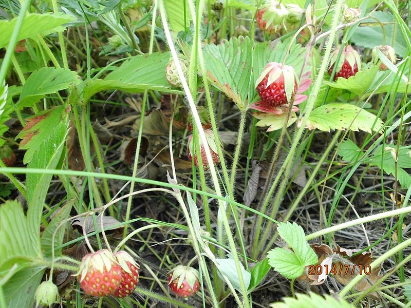 File:Fragaria viridis.jpg