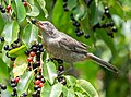 Image 108Gray catbird with a chokeberry in Prospect Park