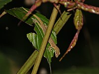 Hemiphyllodactylus pardalis