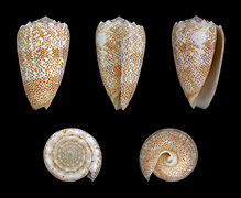 Conus arenatus