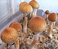 Psilocybe cubensis содержит псилоцин и псилоцибин