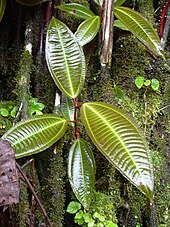 foliage