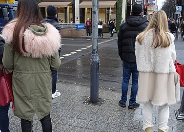 Links Tibetlamm, rechts Toskanalamm (2016)