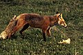 Image:Vulpes vulpes with prey.jpg