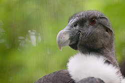 Jeune femelle condor des Andes adulte, sans crête ni caroncule à la différence du mâle ; iris rouge sombre et toujours la belle collerette blanche (Franklin Park Zoo, Massachusetts, USA).