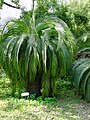 Aukštoji makrozamija (Macrozamia moorei)