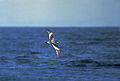 Buller’s shearwater