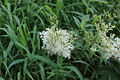 Filipendula ulmaria (ru:Таволга вязолистная, лабазник вязолистный, или таволожник) (en:Meadowsweet, mead wort, Queen of the Meadow, Pride of the Meadow, Meadow-Wort, Meadow Queen, Lady of the Meadow, Dollof, Meadsweet, or Bridewort) (de:Echte Mädesüß) (lv:Parastā vīgrieze)