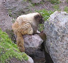 Bilotol (Marmota caligata), Mount Rainier Vedeyaf gerd, Tanarasokeem