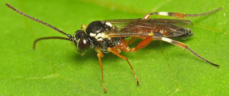 File:Hoverfly Parasite (Diplazon laetatorius) female.jpg