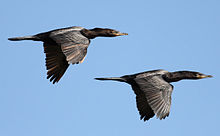 Vol de deux cormorans vigua (Phalacrocorax brasilianus)