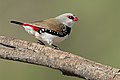 Diamond firetail