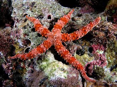 Gomophia gomophia yang merupakan spesies bintang laut dari genus Gomophia di Taman Nasional Komodo