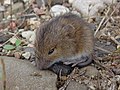 Sicista betulina (ru:Лесная мышовка) (en:Northern Birch Mouse) (de:Waldbirkenmaus oder Streifenhüpfmaus) (lv:Meža sicista)