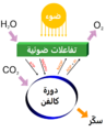 العربية