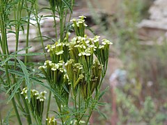 Tagetes minuta - stinking Roger at Thimphu during LGFC - Bhutan 2019 (11).jpg