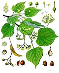 Tilia cordata — Липа сердцевидная