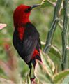 (Myzomela cardinalis, cat.)