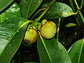 G. mangostana