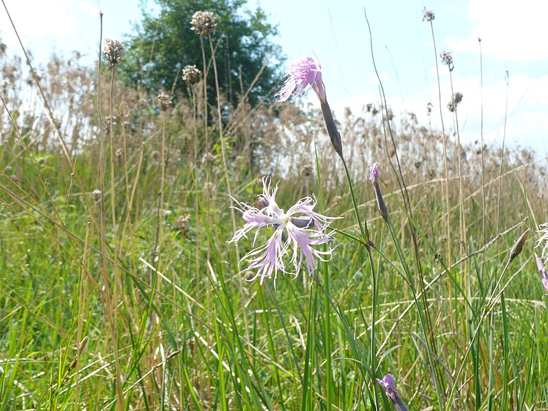 File:NSG Gfällach 06 - Lychnis flos-cuculi (HS).jpg