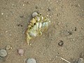 Fresh pellet of Tawny Eagle Aquila rapax shows spines of ingested Uromastyx. The eagle was video-photographed ejecting this pellet.