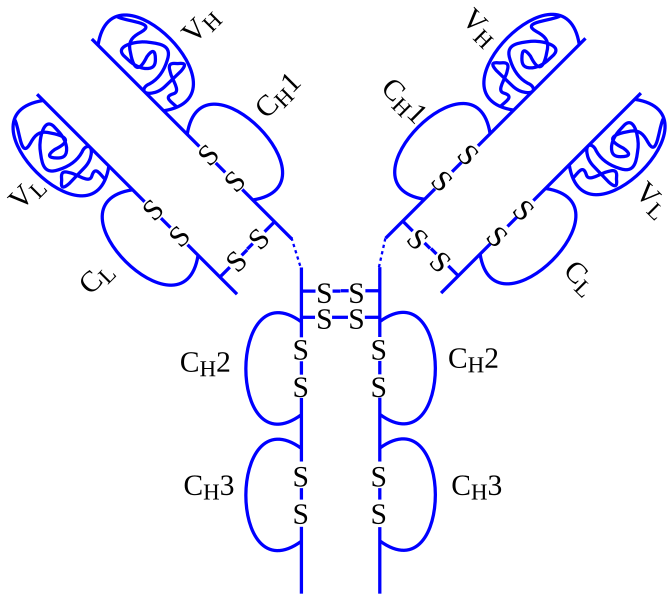 File:Adalimumab structure.svg