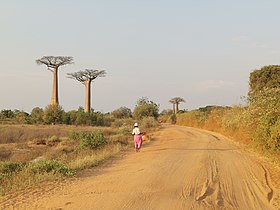 Baobab