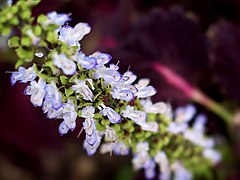 Détail de la hampe florale