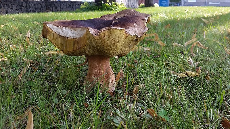 File:Boletus aff. reticulatus 339599.jpg