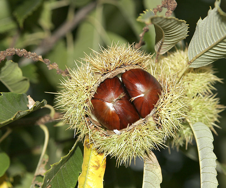 File:Chestnut02.jpg