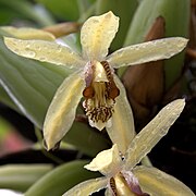 Coelogyne tomentosa