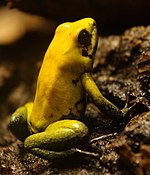 Phyllobates bicolor.