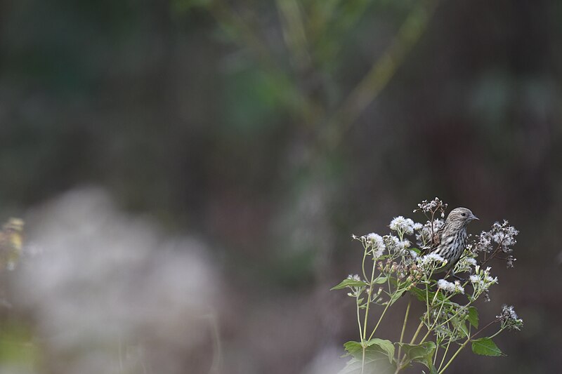 File:Pine siskin turkey point 11.3.20 DSC 1818.jpg