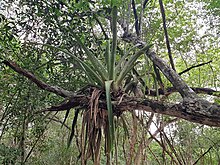 Poales - Aechmea bracteata - 4.jpg