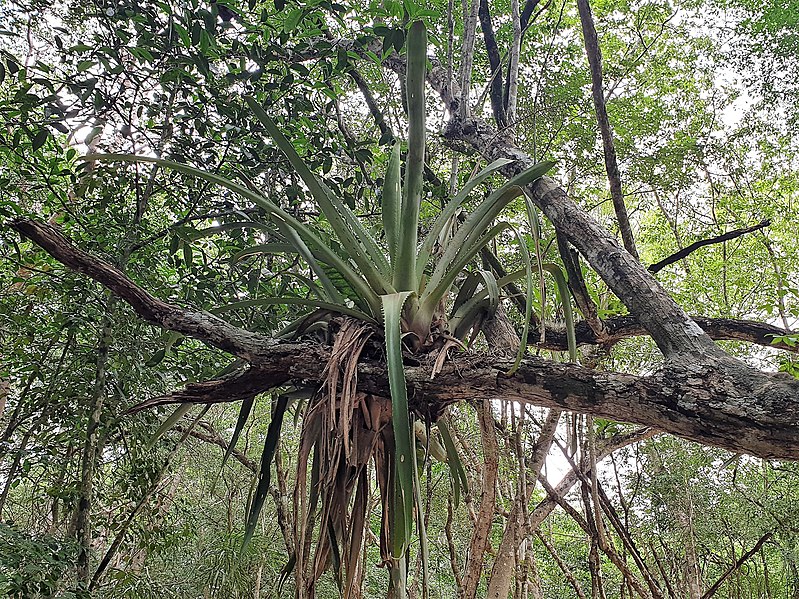 File:Poales - Aechmea bracteata - 4.jpg