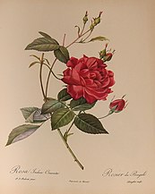 Rosa indica var. cruenta, before 1810