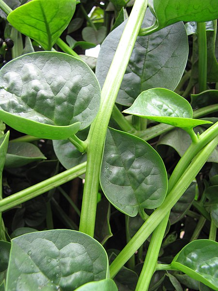 File:Starr-090806-3821-Basella alba-leaves-Wailuku-Maui (24340773664).jpg