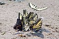 P. glaucus with stray Papilio troilus