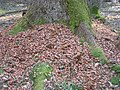 Root swelling on Picea abies, Białowieża forest, Poland, 03.2007; location +-[3]