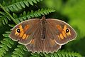 * Nomination Meadow brown butterfly (Maniola jurtina) female, Bucknell Wood, Northamptonshire --Charlesjsharp 11:10, 19 August 2016 (UTC) * Promotion Good quality. --Jacek Halicki 12:00, 19 August 2016 (UTC)