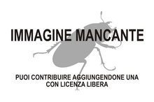 Immagine di Discoderoides mancante