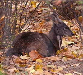 Myskihirvi (Moschus moschiferus)