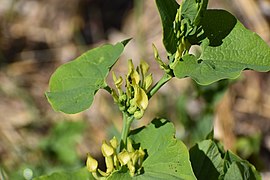 Azille - Anthomyia pluvialis 02.jpg