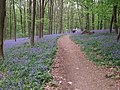 Der „Wald der blauen Blumen“ bei Doveren