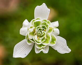 Hybride à fleur double de perce-neige. (définition réelle 3 932 × 3 146)