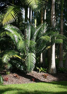 Siauralapė lepidozamija (Lepidozamia peroffskyana)