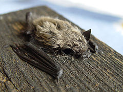 Pipistrelle de Kuhl.