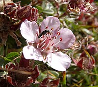 Potentilla nitida