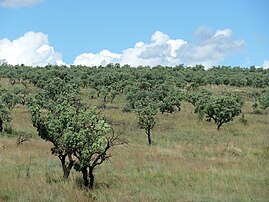 P. afra woodland